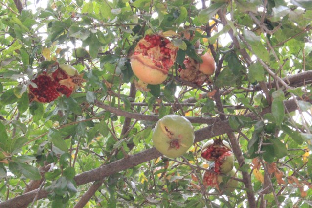 Wild pomegranate trees